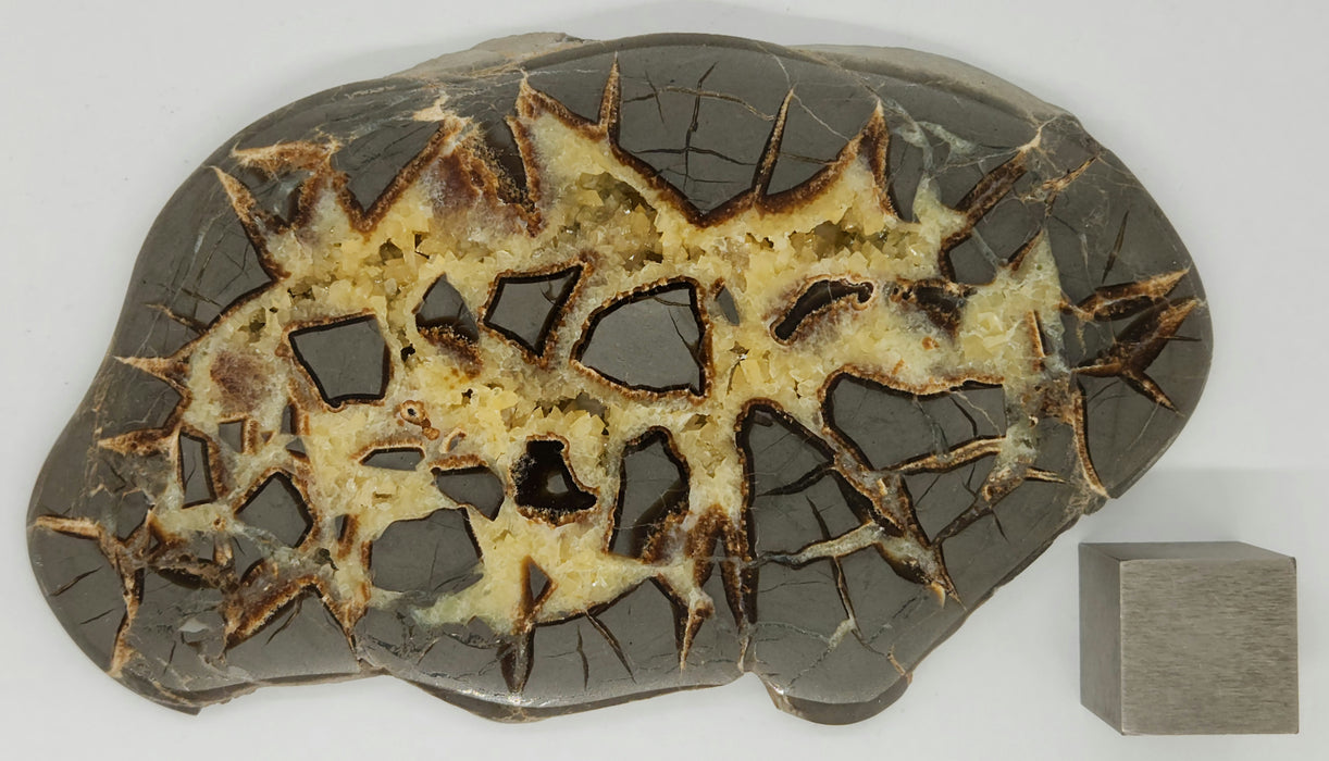 Septarian Nodule Slice