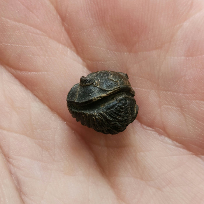 Roly Poly Trilobites