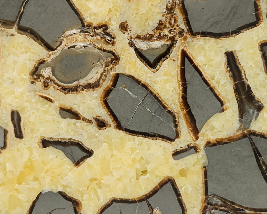 Septarian Nodule Slice