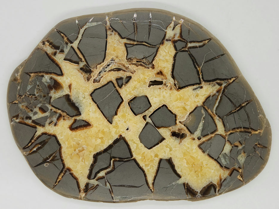 Septarian Nodule Slice