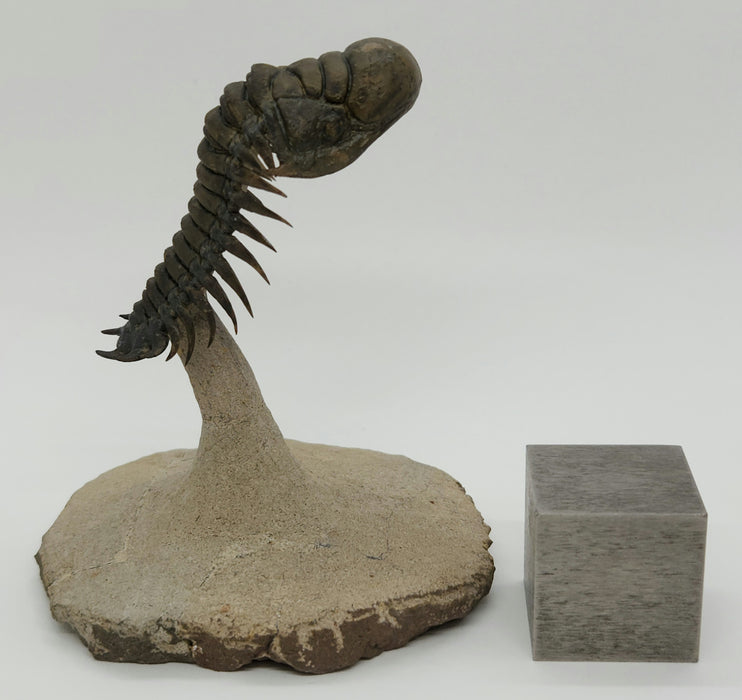 Crotalocephalina Trilobite | Morocco