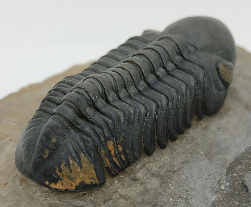Reedops Trilobite | Morocco