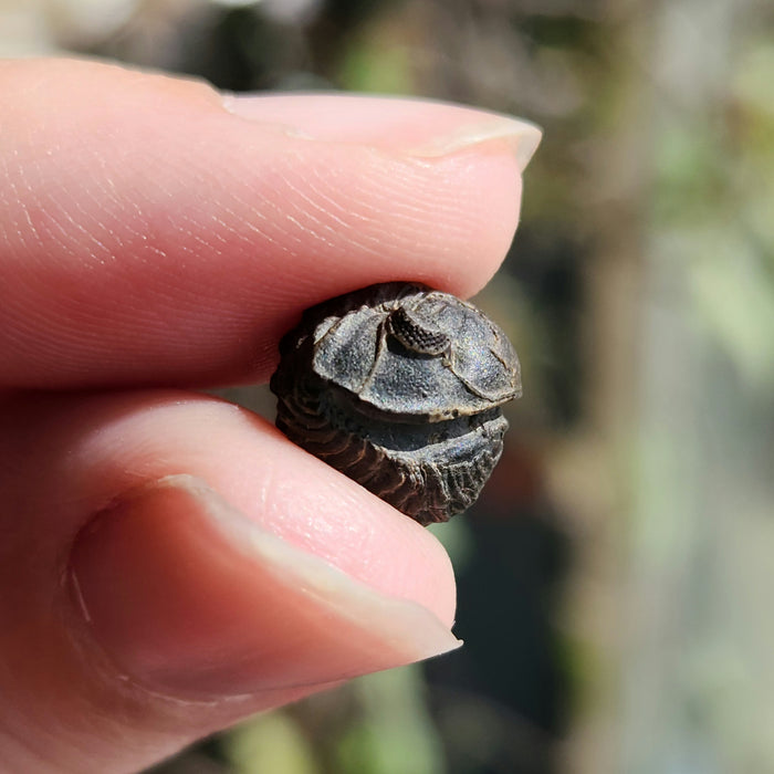 Roly Poly Trilobites