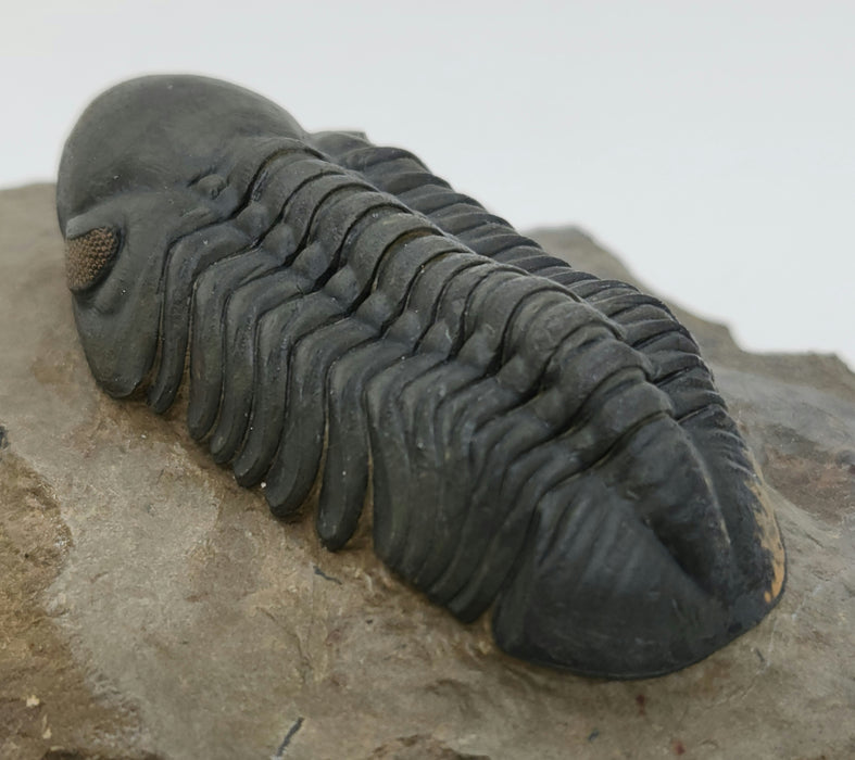 Reedops Trilobite | Morocco