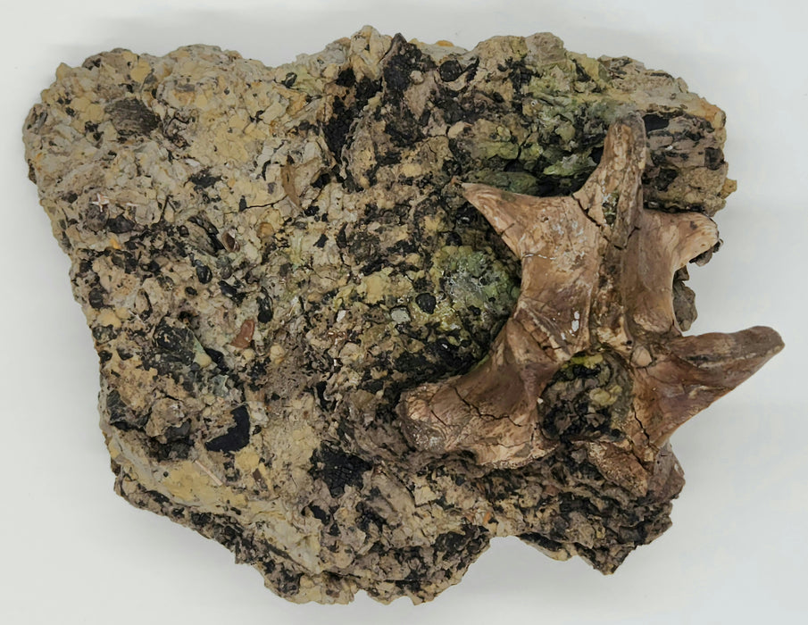 Crocodylomorph Process | Texas