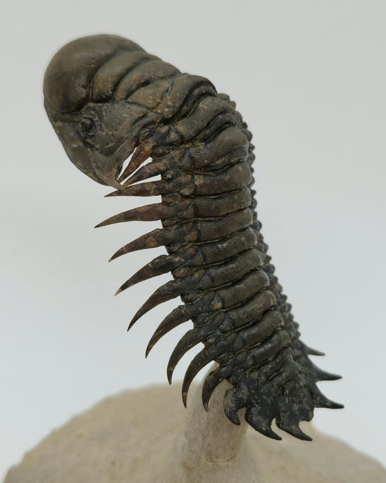 Crotalocephalina Trilobite | Morocco