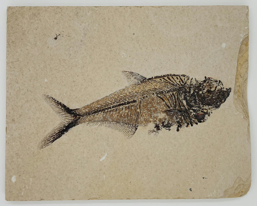 4.75" Diplomystus dentatus | Green River Formation | Wyoming