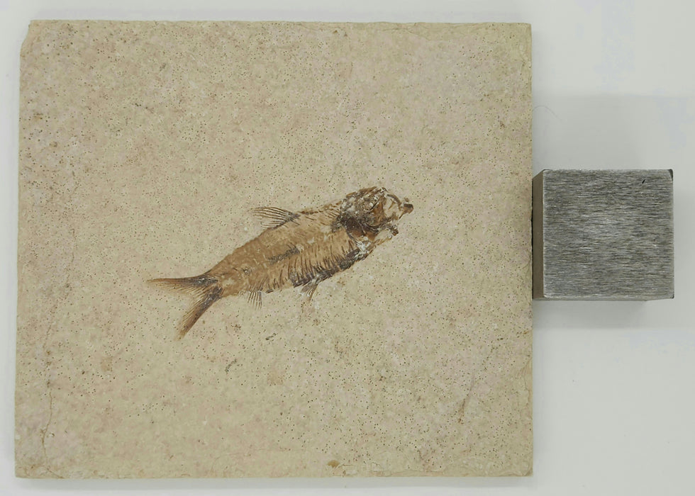2.25" Knightia eocaena | 100% Natural | Green River Formation | Wyoming