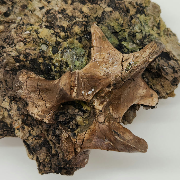 Crocodylomorph Process | Texas