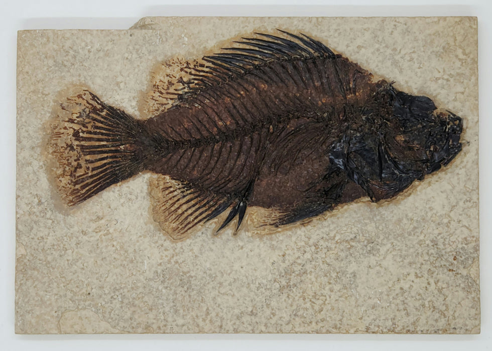 5.25" Cockerellites liops (formerly Priscacara liops) | 100% Natural | Green River Formation | Wyoming
