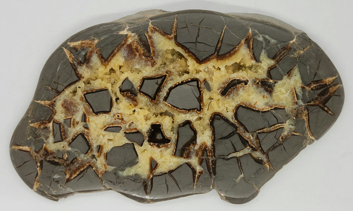 Septarian Nodule Slice