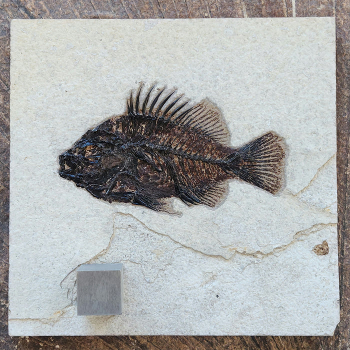 5.5" Cockerellites liops (formerly Priscacara liops) | 100% Natural | Green River Formation | Wyoming