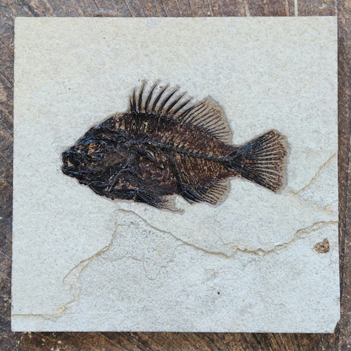 In Stone Fossils