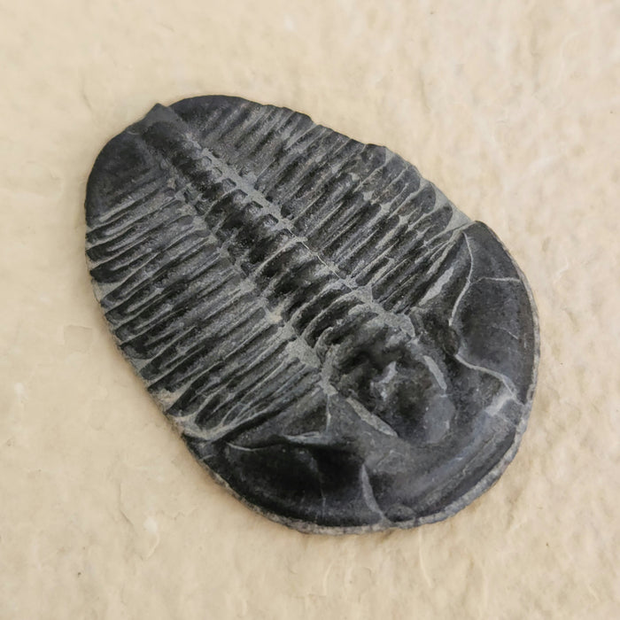 Elrathia kingii Trilobite | Utah