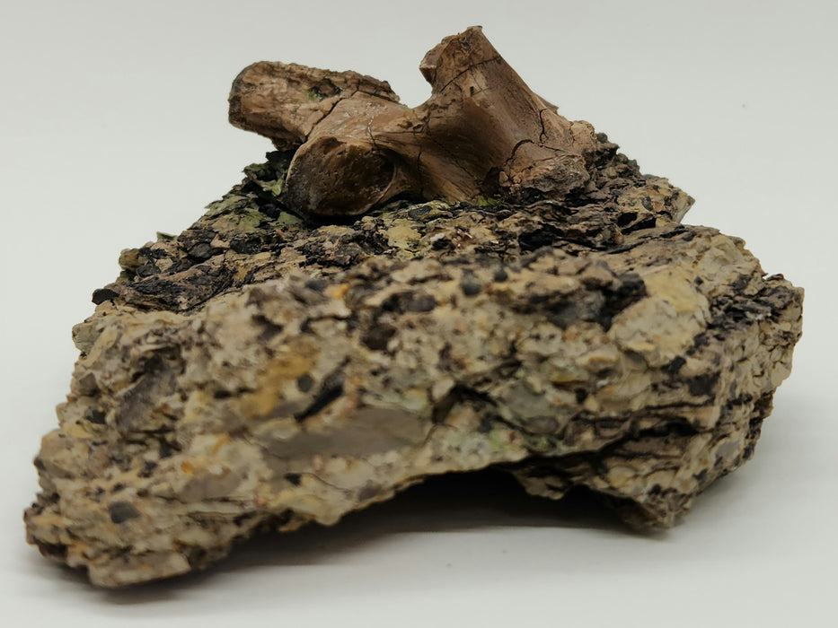 Crocodylomorph Process | Texas