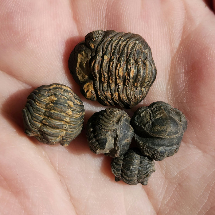 Roly Poly Trilobites