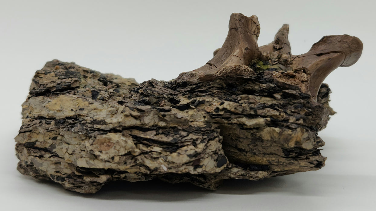 Crocodylomorph Process | Texas