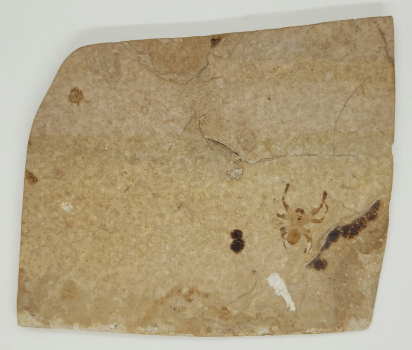 *RARE* Fossil Spider | Green River Formation | Wyoming