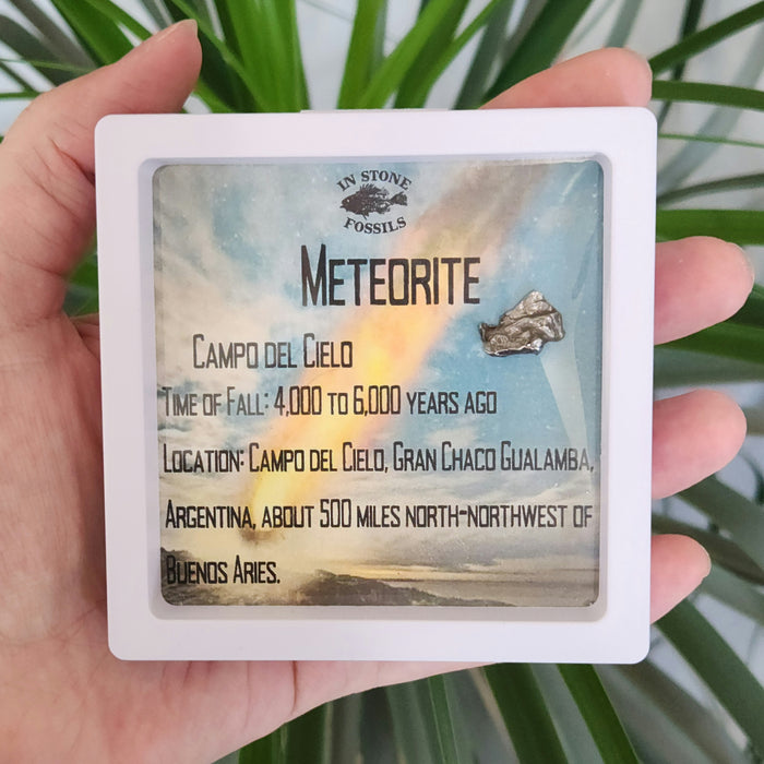 Campo del Cielo Meteorite in Display Case