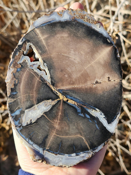 Blue Forest Unpolished Petrified Hardwood Slab | Eden Valley | Wyoming