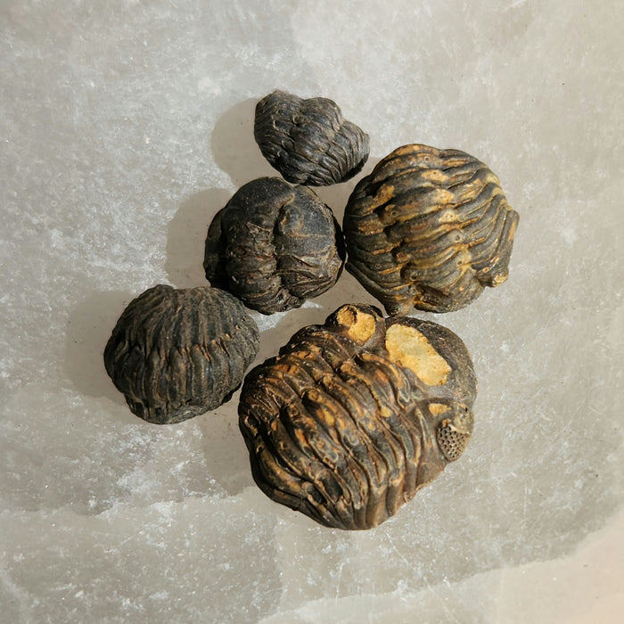 Roly Poly Trilobites