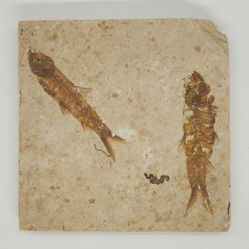 In Stone Fossils