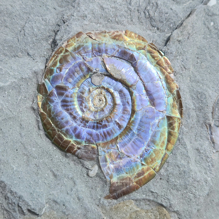 A++ Quality Psiloceras planorbis | Jurassic Rainbow Ammonite | North Somerset, England