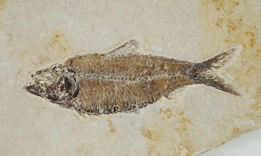 In Stone Fossils