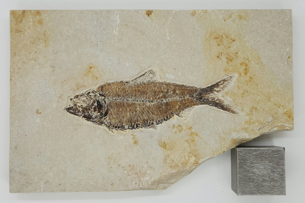 4" Knightia eocaena | 100% Natural | Green River Formation | Wyoming