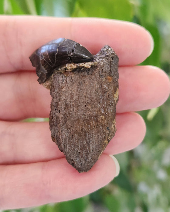 Nanotryannus Tooth on Ceratopsian bone fragment | Hell Creek Formation | South Dakota