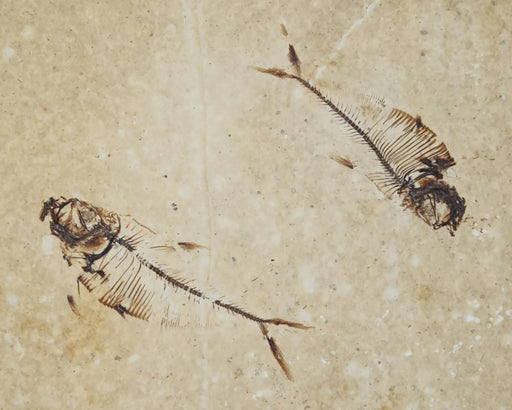 In Stone Fossils