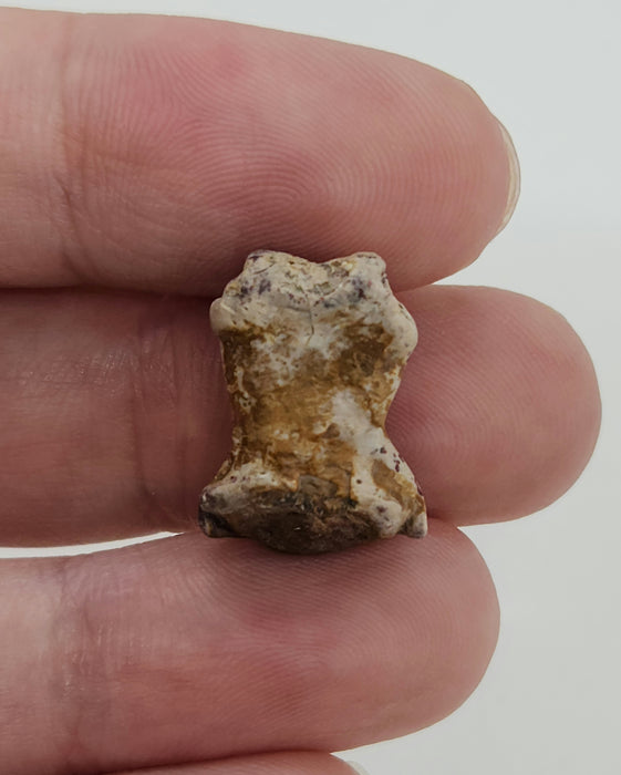 Dimetrodon Toe Bone | Texas