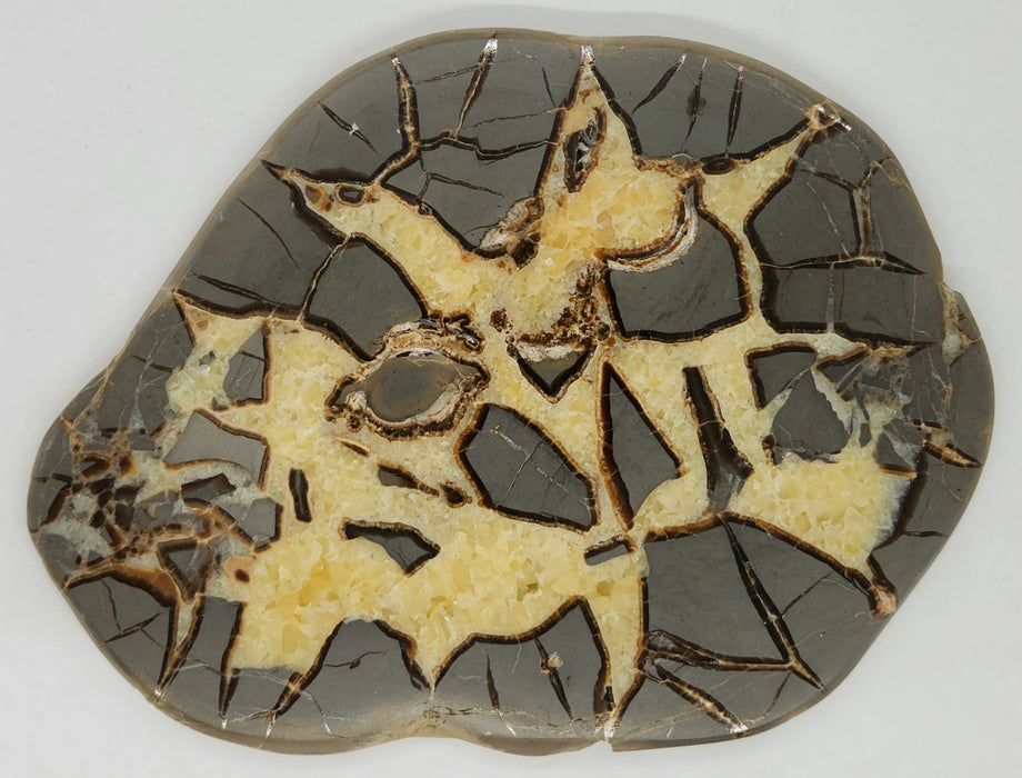 Septarian Nodule Slice