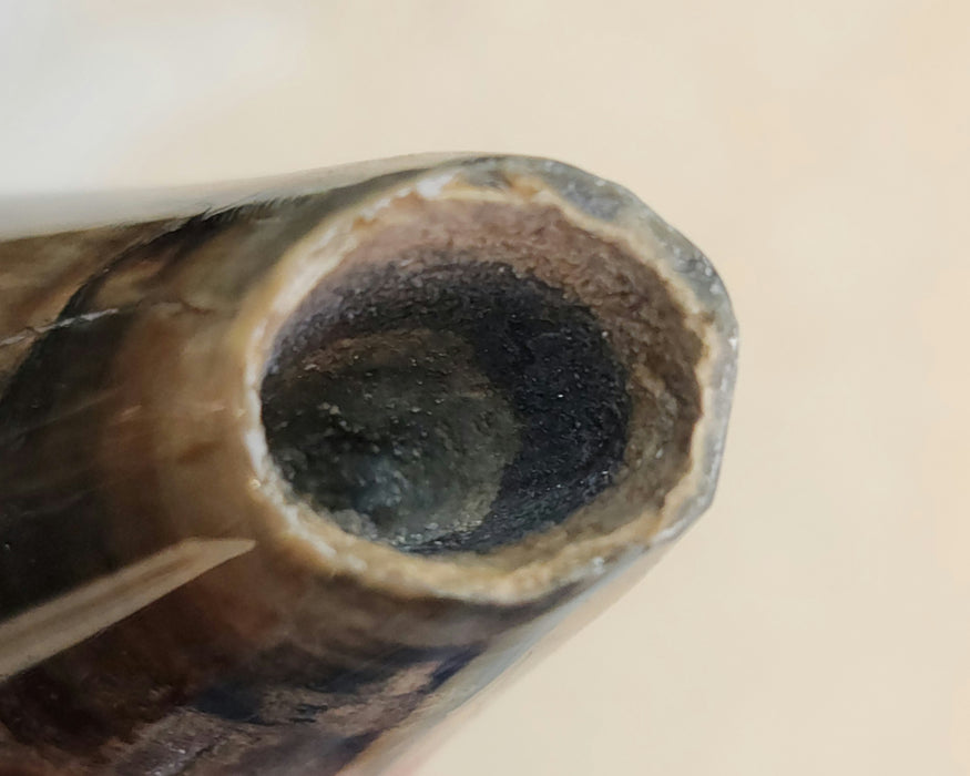 Polished Fossil Whale Tooth | Family Physeteridae | South Carolina