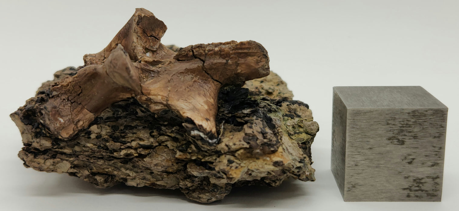 Crocodylomorph Process | Texas