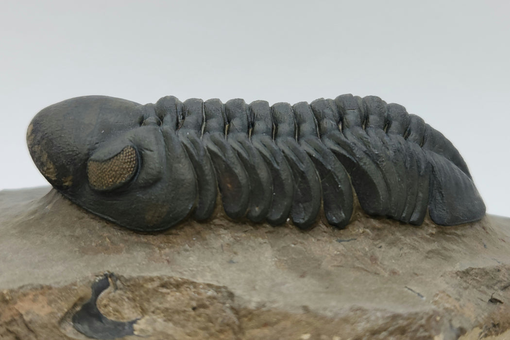 Reedops Trilobite | Morocco