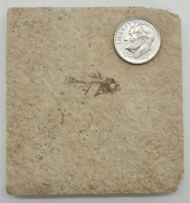 Juvenile Priscacara | Green River Formation | Wyoming