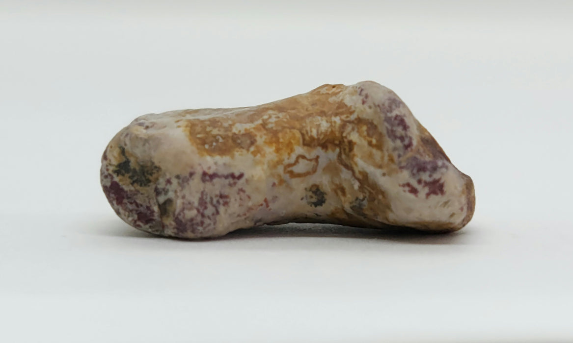 Dimetrodon Toe Bone | Texas