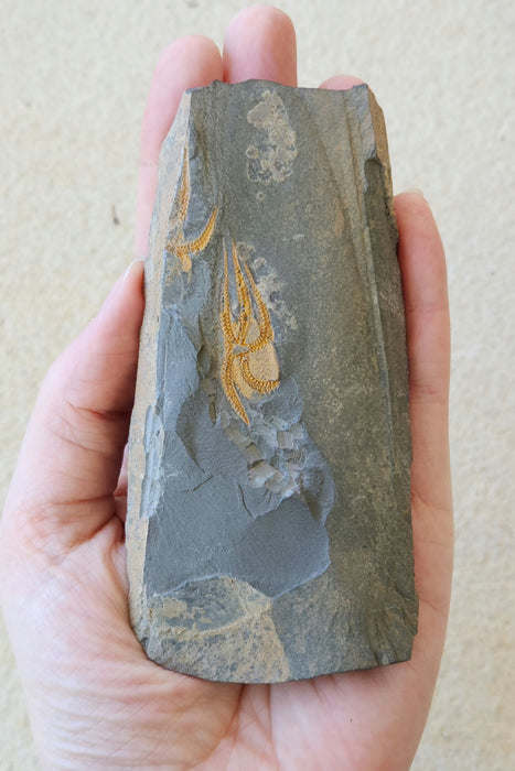 Ophiuroidea Brittle Star | Morocco