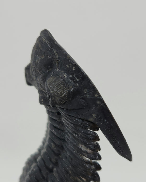 Hollardops Trilobite | Morocco