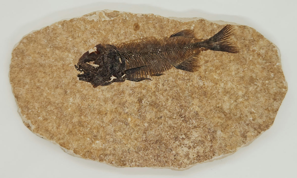 Juvenile Phareodus | Green River Formation | Wyoming