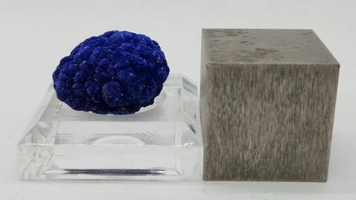 In Stone Fossils