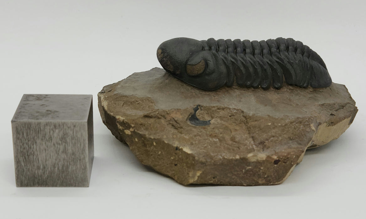 Reedops Trilobite | Morocco