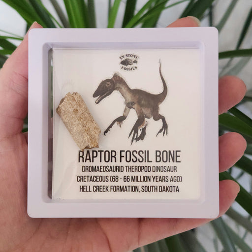 In Stone Fossils