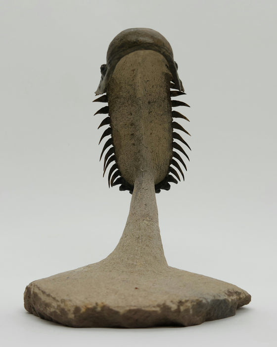 Crotalocephalina Trilobite | Morocco