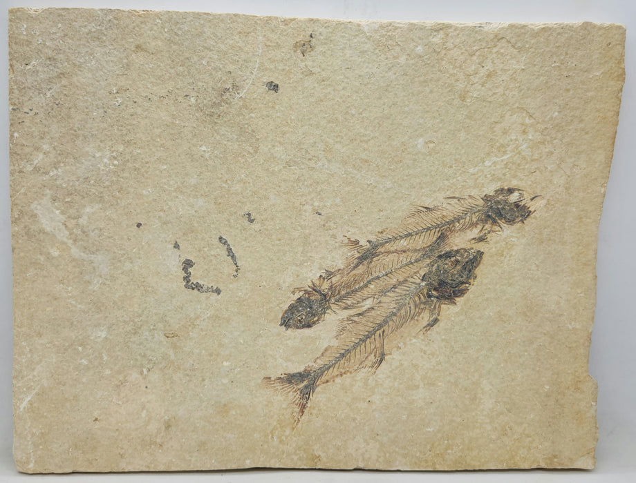 Triple Mioplosus labracoides | Unrestored Fossil Fish | Wyoming