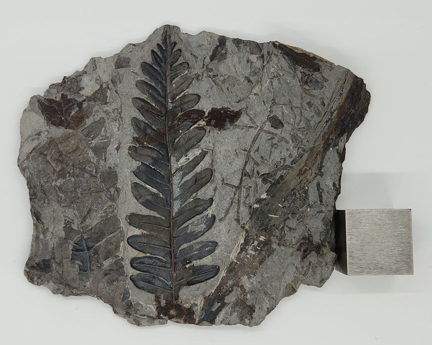 Fossil Fern | Callipteridium pteridium | Spain