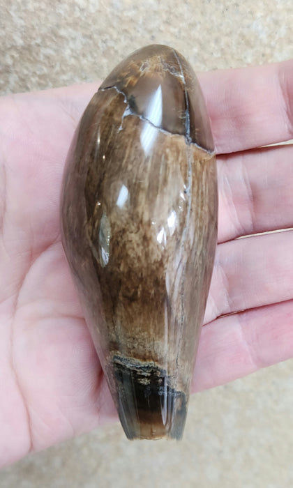Polished Fossil Whale Tooth | Family Physeteridae | South Carolina