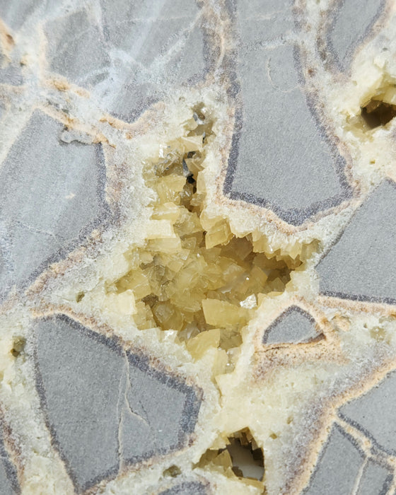 Septarian Nodule Slice