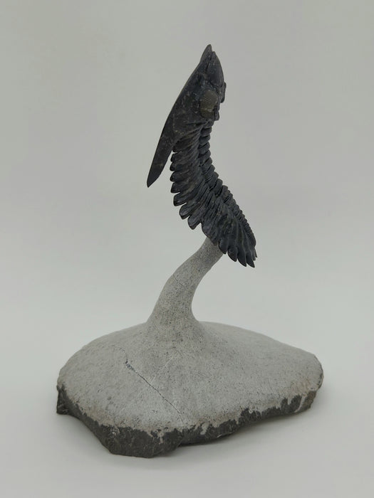 Hollardops Trilobite | Morocco